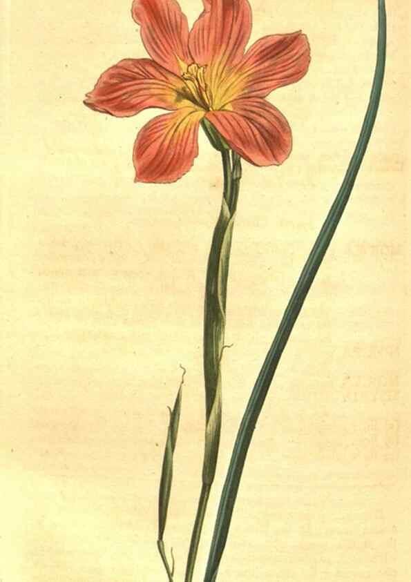 Reproducción/Reproduction 10596195346: Curtis's botanical magazine.. London ;New York [etc.] :Academic Press [etc.]