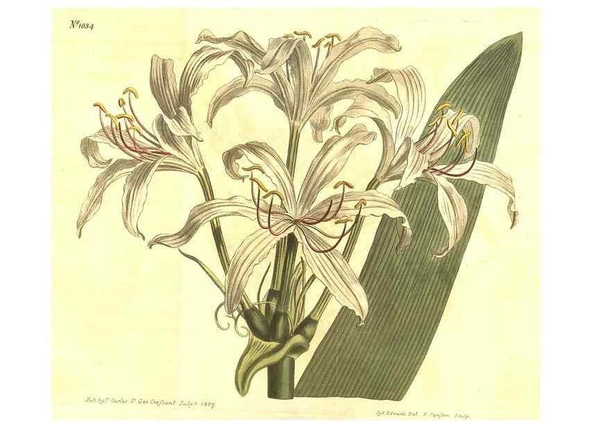 Reproducción/Reproduction 10596446723: Curtis's botanical magazine.. London ;New York [etc.] :Academic Press [etc.]