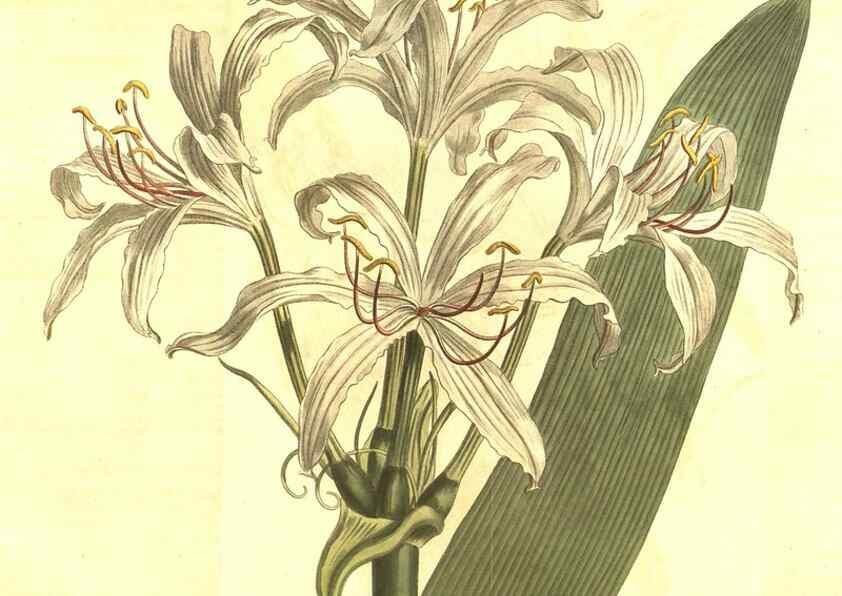 Reproducción/Reproduction 10596446723: Curtis's botanical magazine.. London ;New York [etc.] :Academic Press [etc.]