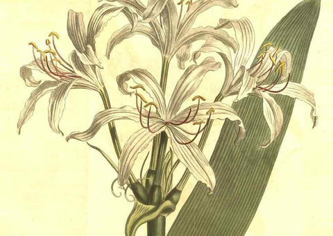 Reproducción/Reproduction 10596446723: Curtis's botanical magazine.. London ;New York [etc.] :Academic Press [etc.]