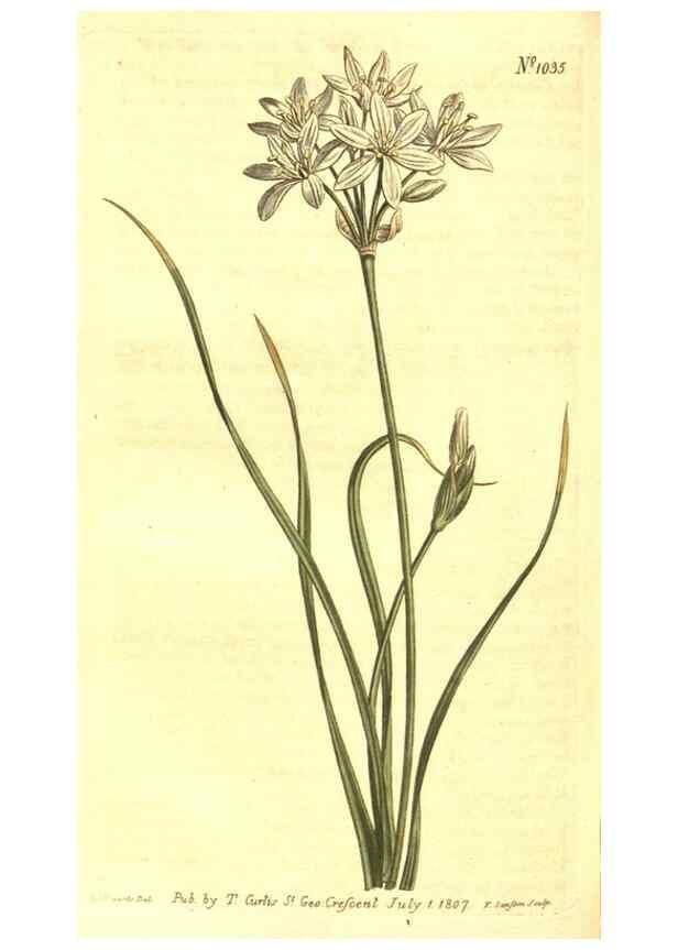 Reproducción/Reproduction 10596201646: Curtis's botanical magazine.. London ;New York [etc.] :Academic Press [etc.]