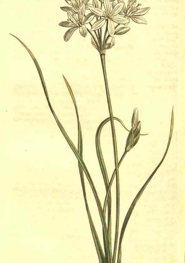 Reproducción/Reproduction 10596201646: Curtis's botanical magazine.. London ;New York [etc.] :Academic Press [etc.]