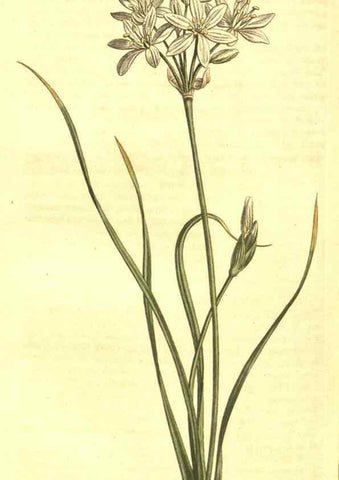 Reproducción/Reproduction 10596201646: Curtis's botanical magazine.. London ;New York [etc.] :Academic Press [etc.]