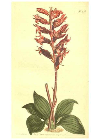 Reproducción/Reproduction 10596206116: Curtis's botanical magazine.. London ;New York [etc.] :Academic Press [etc.]