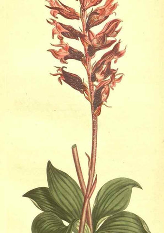 Reproducción/Reproduction 10596206116: Curtis's botanical magazine.. London ;New York [etc.] :Academic Press [etc.]
