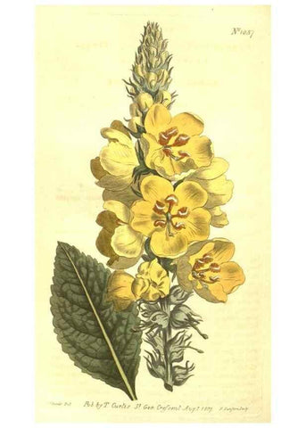 Reproducción/Reproduction 10596201085: Curtis's botanical magazine.. London ;New York [etc.] :Academic Press [etc.]