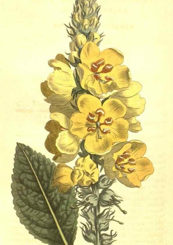Reproducción/Reproduction 10596201085: Curtis's botanical magazine.. London ;New York [etc.] :Academic Press [etc.]