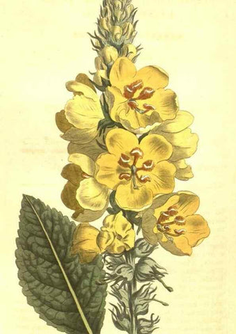 Reproducción/Reproduction 10596201085: Curtis's botanical magazine.. London ;New York [etc.] :Academic Press [etc.]
