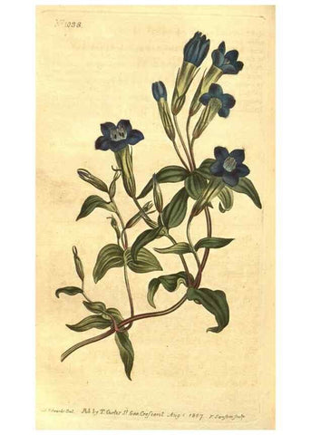 Reproducción/Reproduction 10596461663: Curtis's botanical magazine.. London ;New York [etc.] :Academic Press [etc.]
