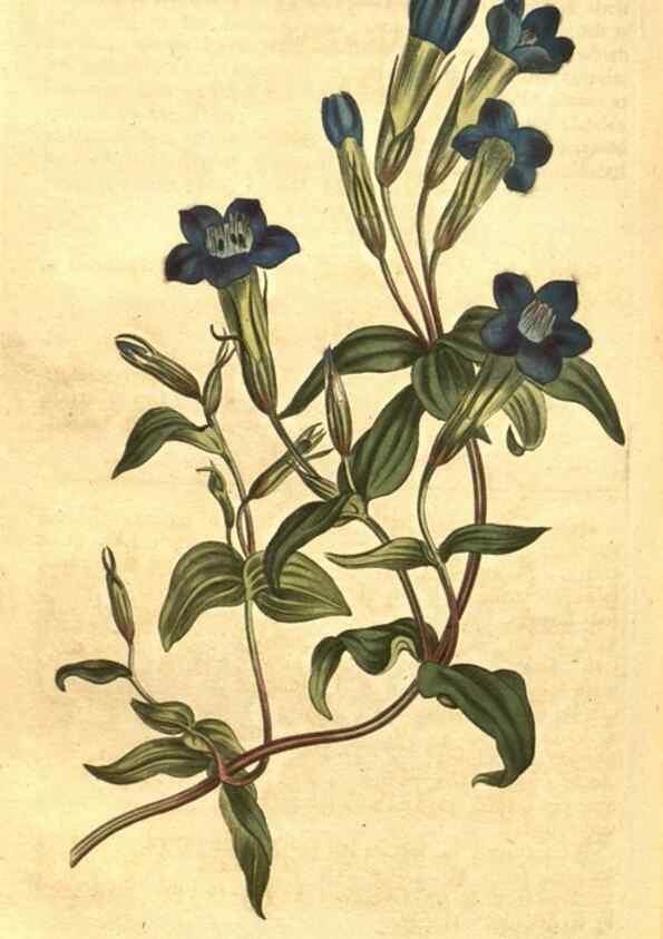 Reproducción/Reproduction 10596461663: Curtis's botanical magazine.. London ;New York [etc.] :Academic Press [etc.]