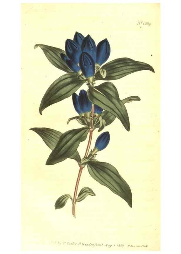Reproducción/Reproduction 10596229354: Curtis's botanical magazine.. London ;New York [etc.] :Academic Press [etc.]