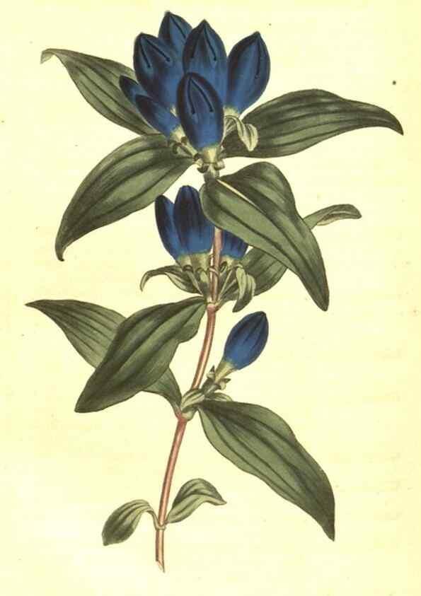 Reproducción/Reproduction 10596229354: Curtis's botanical magazine.. London ;New York [etc.] :Academic Press [etc.]