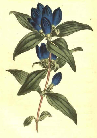 Reproducción/Reproduction 10596229354: Curtis's botanical magazine.. London ;New York [etc.] :Academic Press [etc.]