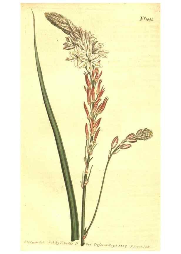 Reproducción/Reproduction 10596211625: Curtis's botanical magazine.. London ;New York [etc.] :Academic Press [etc.]