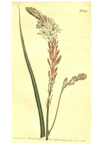 Reproducción/Reproduction 10596211625: Curtis's botanical magazine.. London ;New York [etc.] :Academic Press [etc.]