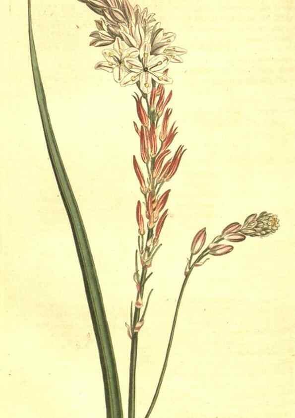 Reproducción/Reproduction 10596211625: Curtis's botanical magazine.. London ;New York [etc.] :Academic Press [etc.]