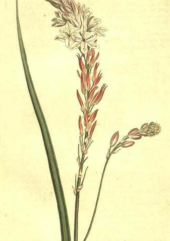 Reproducción/Reproduction 10596211625: Curtis's botanical magazine.. London ;New York [etc.] :Academic Press [etc.]