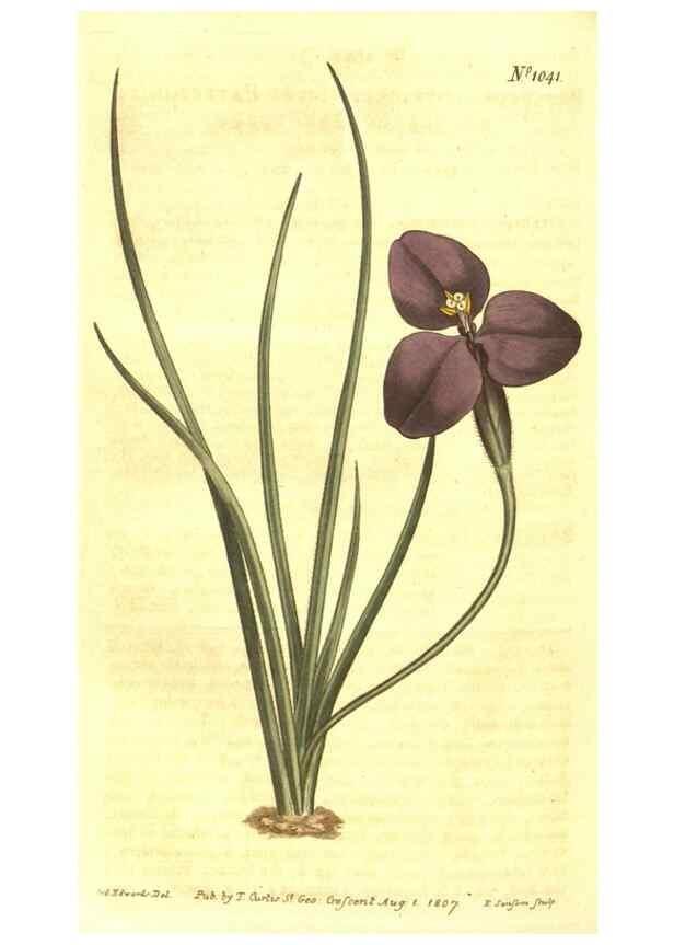 Reproducción/Reproduction 10596235864: Curtis's botanical magazine.. London ;New York [etc.] :Academic Press [etc.]