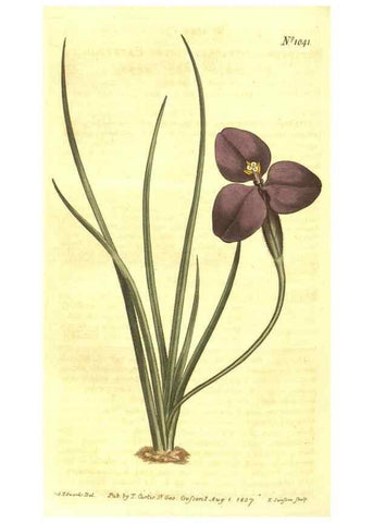 Reproducción/Reproduction 10596235864: Curtis's botanical magazine.. London ;New York [etc.] :Academic Press [etc.]