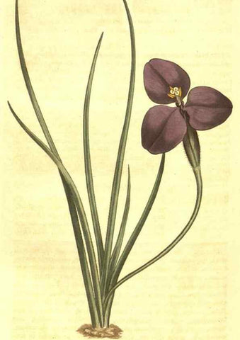 Reproducción/Reproduction 10596235864: Curtis's botanical magazine.. London ;New York [etc.] :Academic Press [etc.]