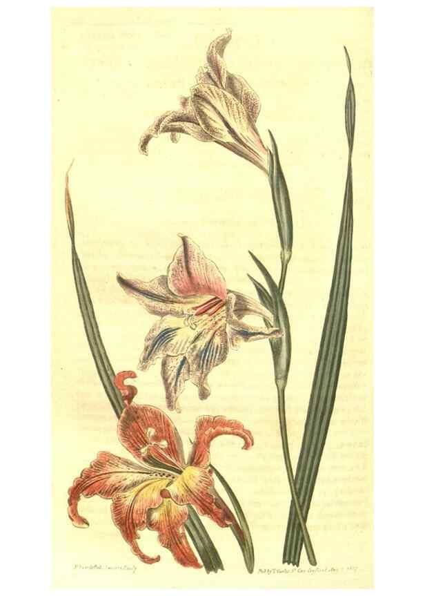 Reproducción/Reproduction 10596218685: Curtis's botanical magazine.. London ;New York [etc.] :Academic Press [etc.]