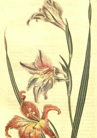 Reproducción/Reproduction 10596218685: Curtis's botanical magazine.. London ;New York [etc.] :Academic Press [etc.]