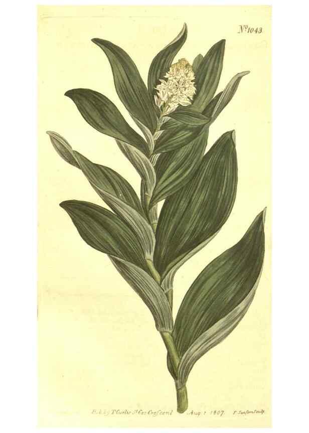 Reproducción/Reproduction 10596222425: Curtis's botanical magazine.. London ;New York [etc.] :Academic Press [etc.]