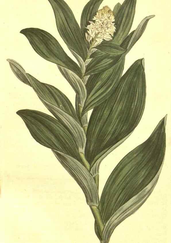 Reproducción/Reproduction 10596222425: Curtis's botanical magazine.. London ;New York [etc.] :Academic Press [etc.]