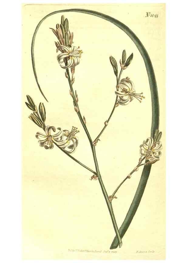 Reproducción/Reproduction 10596234666: Curtis's botanical magazine.. London ;New York [etc.] :Academic Press [etc.]