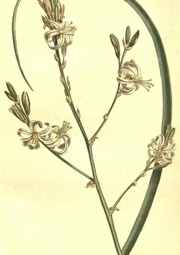 Reproducción/Reproduction 10596234666: Curtis's botanical magazine.. London ;New York [etc.] :Academic Press [etc.]