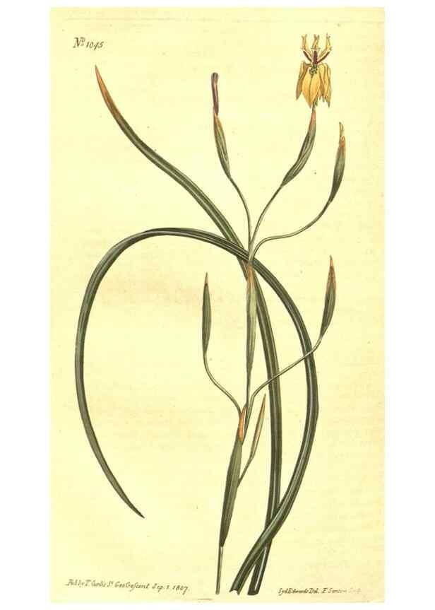 Reproducción/Reproduction 10596251294: Curtis's botanical magazine.. London ;New York [etc.] :Academic Press [etc.]