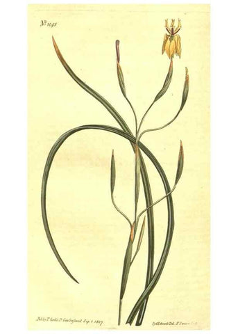Reproducción/Reproduction 10596251294: Curtis's botanical magazine.. London ;New York [etc.] :Academic Press [etc.]