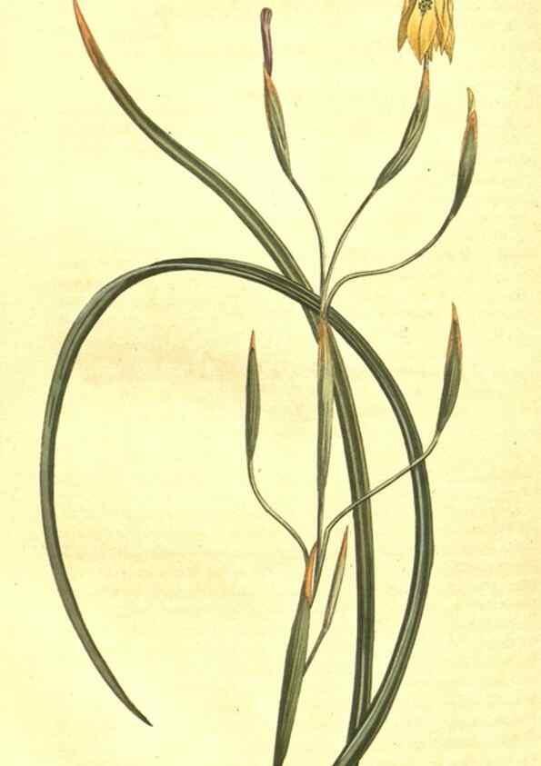 Reproducción/Reproduction 10596251294: Curtis's botanical magazine.. London ;New York [etc.] :Academic Press [etc.]