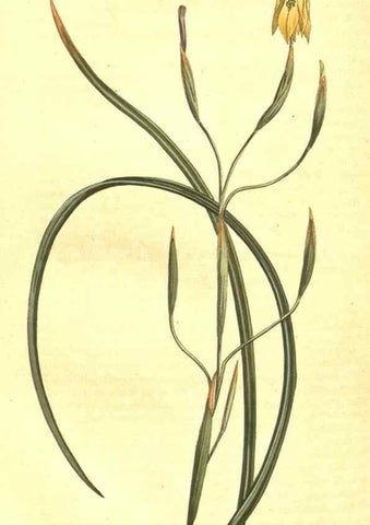 Reproducción/Reproduction 10596251294: Curtis's botanical magazine.. London ;New York [etc.] :Academic Press [etc.]