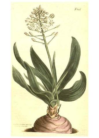 Reproducción/Reproduction 10596489713: Curtis's botanical magazine.. London ;New York [etc.] :Academic Press [etc.]
