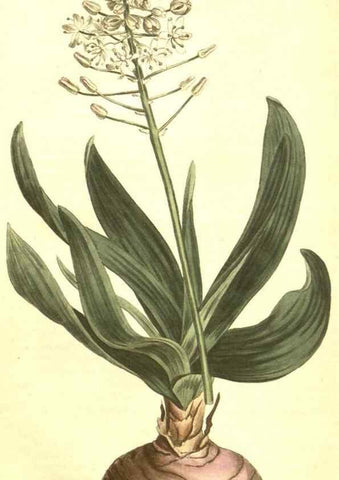 Reproducción/Reproduction 10596489713: Curtis's botanical magazine.. London ;New York [etc.] :Academic Press [etc.]
