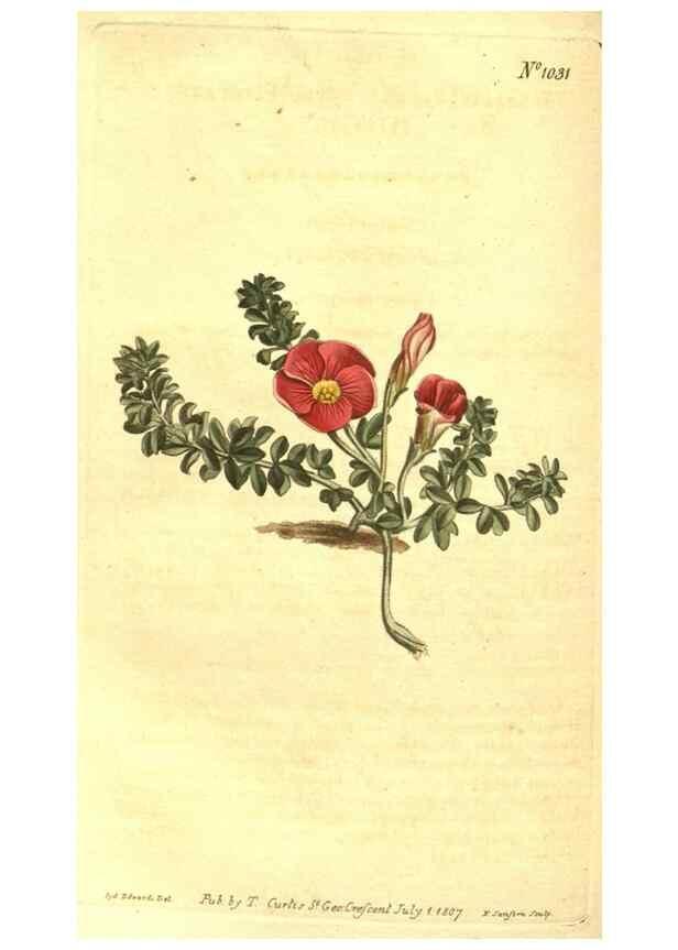 Reproducción/Reproduction 10596187796: Curtis's botanical magazine.. London ;New York [etc.] :Academic Press [etc.]