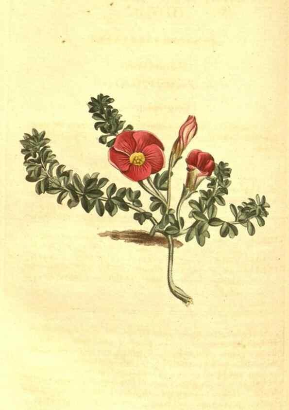 Reproducción/Reproduction 10596187796: Curtis's botanical magazine.. London ;New York [etc.] :Academic Press [etc.]