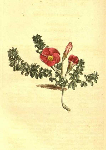 Reproducción/Reproduction 10596187796: Curtis's botanical magazine.. London ;New York [etc.] :Academic Press [etc.]