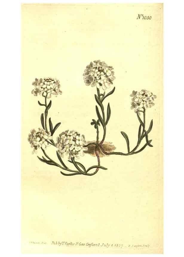 Reproducción/Reproduction 10596183636: Curtis's botanical magazine.. London ;New York [etc.] :Academic Press [etc.]