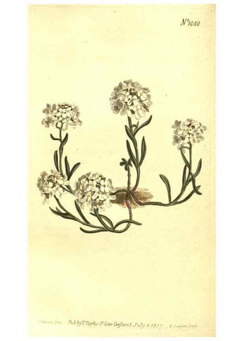 Reproducción/Reproduction 10596183636: Curtis's botanical magazine.. London ;New York [etc.] :Academic Press [etc.]