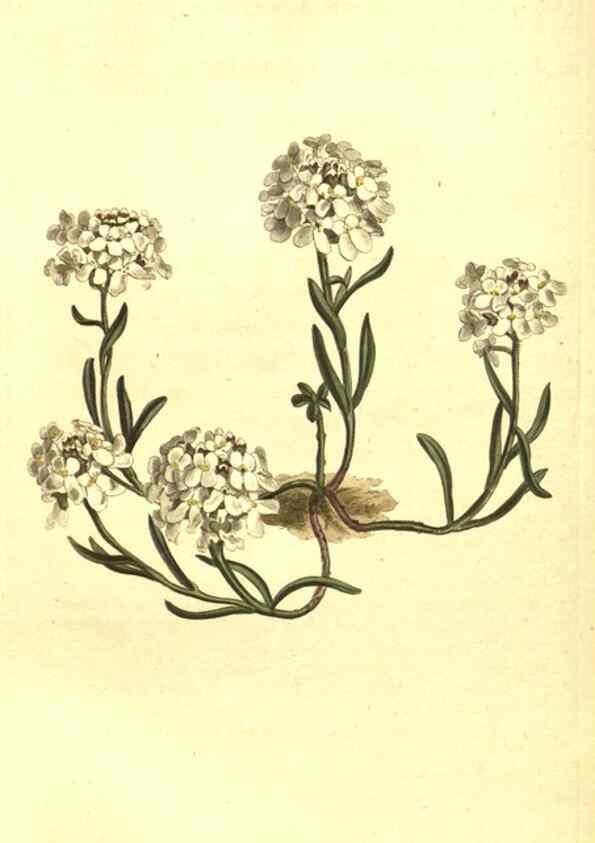 Reproducción/Reproduction 10596183636: Curtis's botanical magazine.. London ;New York [etc.] :Academic Press [etc.]