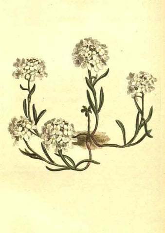 Reproducción/Reproduction 10596183636: Curtis's botanical magazine.. London ;New York [etc.] :Academic Press [etc.]