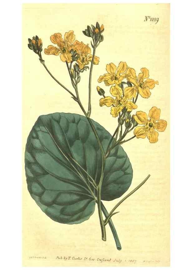 Reproducción/Reproduction 10596180136: Curtis's botanical magazine.. London ;New York [etc.] :Academic Press [etc.]