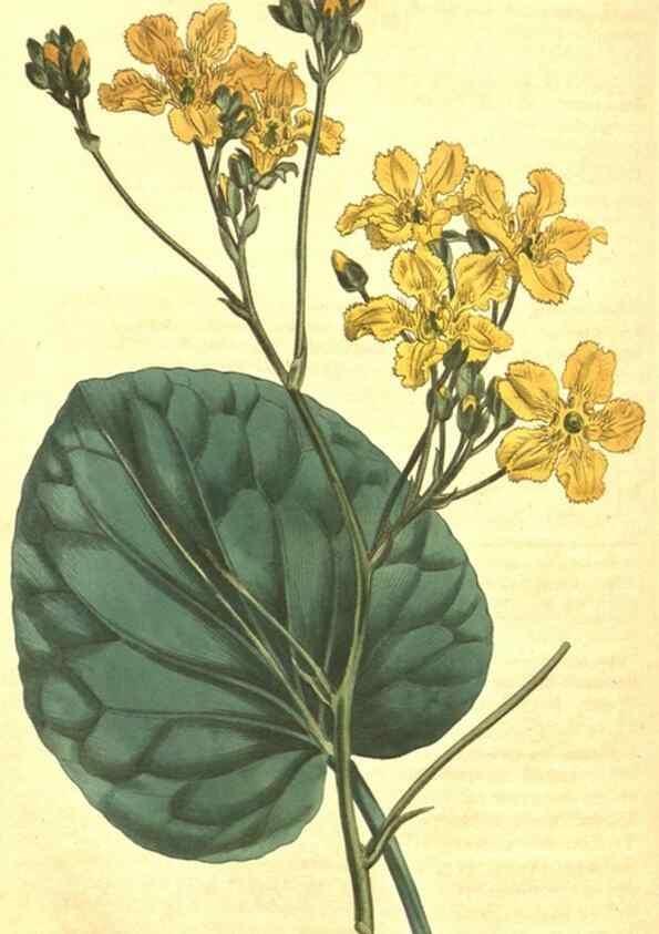 Reproducción/Reproduction 10596180136: Curtis's botanical magazine.. London ;New York [etc.] :Academic Press [etc.]