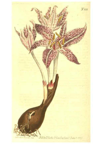 Reproducción/Reproduction 10596426033: Curtis's botanical magazine.. London ;New York [etc.] :Academic Press [etc.]