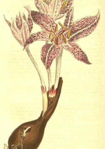 Reproducción/Reproduction 10596426033: Curtis's botanical magazine.. London ;New York [etc.] :Academic Press [etc.]