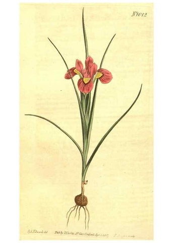 Reproducción/Reproduction 10596111575: Curtis's botanical magazine.. London ;New York [etc.] :Academic Press [etc.]