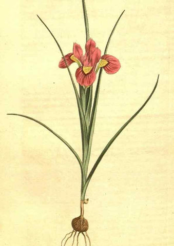 Reproducción/Reproduction 10596111575: Curtis's botanical magazine.. London ;New York [etc.] :Academic Press [etc.]