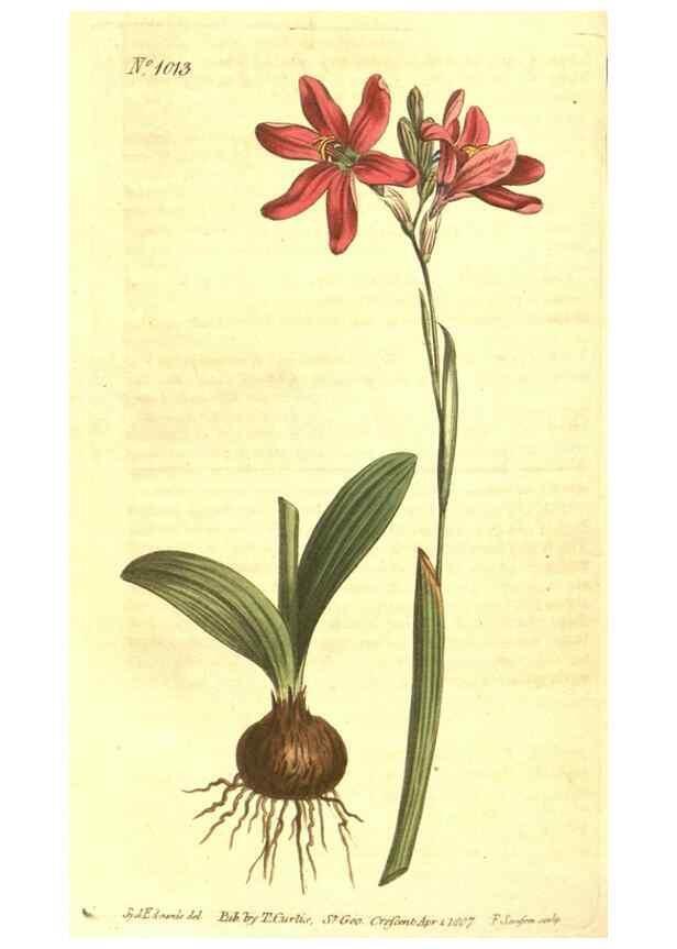 Reproducción/Reproduction 10596114595: Curtis's botanical magazine.. London ;New York [etc.] :Academic Press [etc.]
